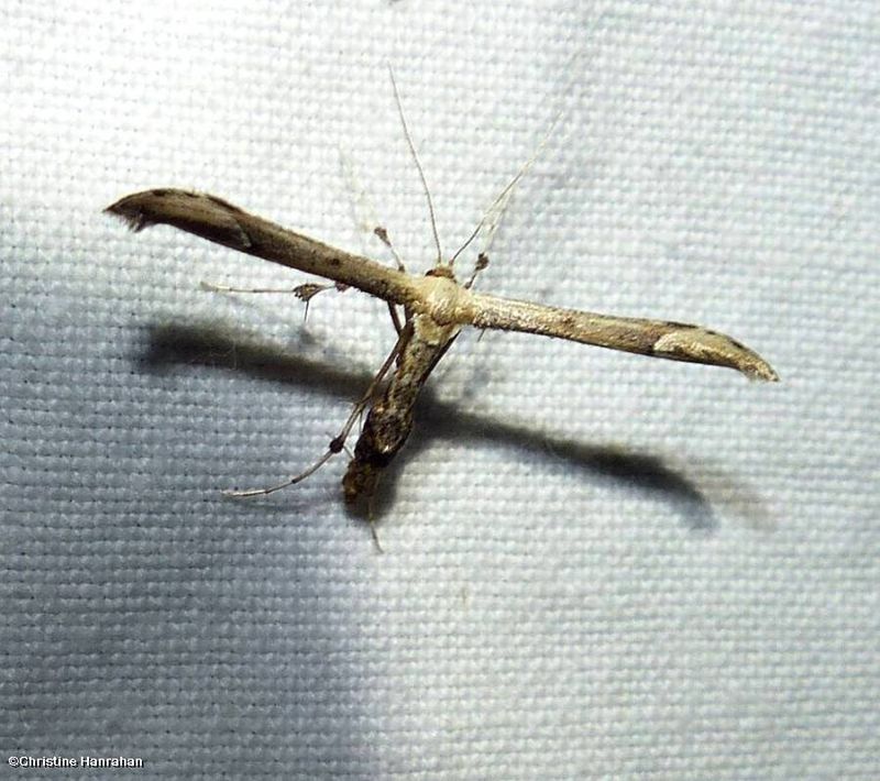 Eupatorium plume moth (Oidaematophorus eupatorii), #6168