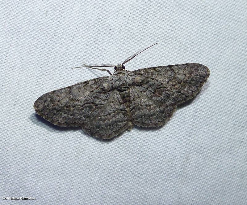 Common grey moth  (Anavitrinella pampinaria), #6590