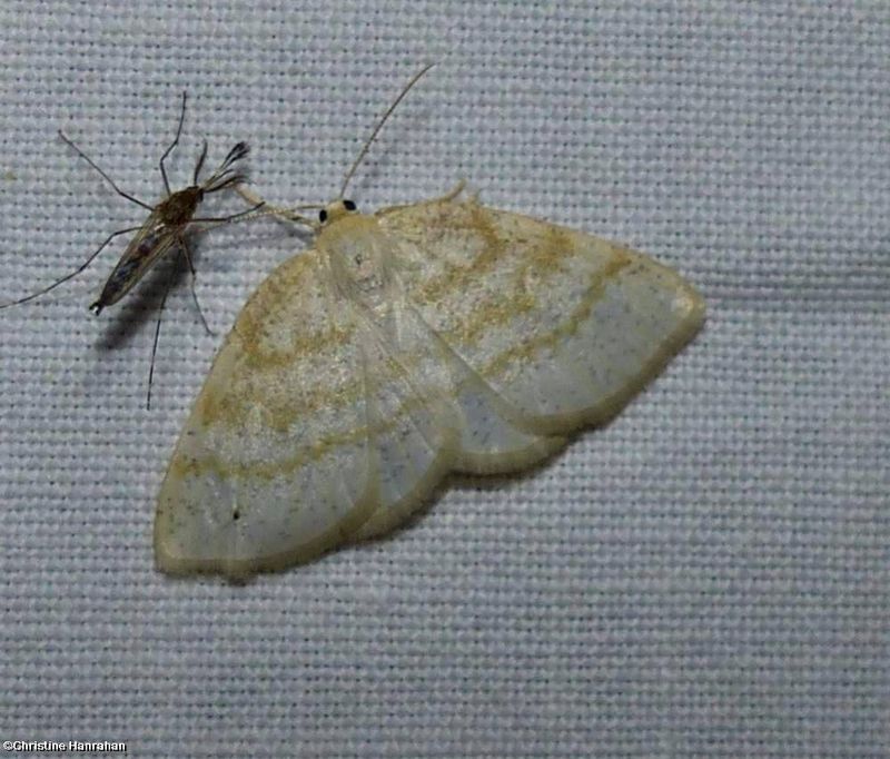 Yellow-dusted cream moth  (Cabera erythemaria), #6677