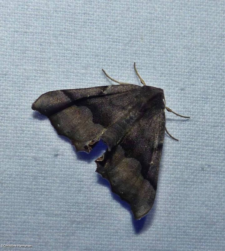 Hubner's pero moth  (Pero ancetaria ?), #6748
