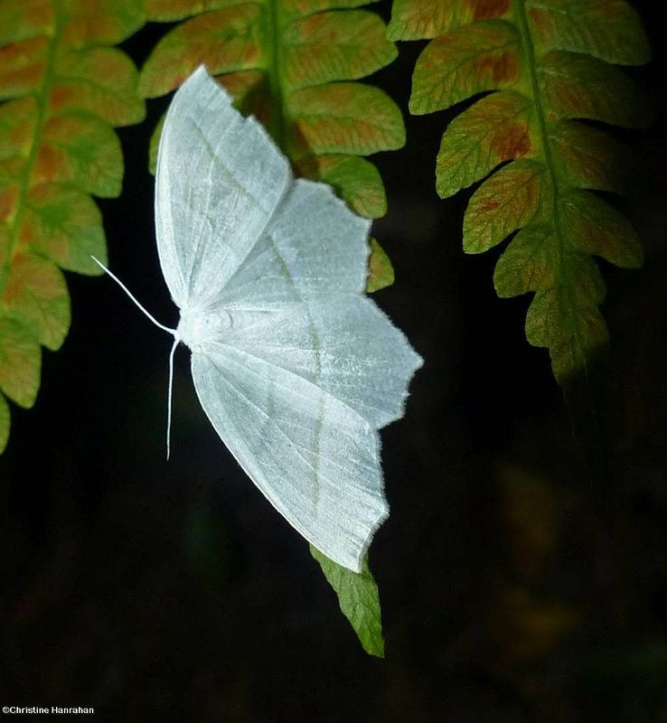 Pale beauty moth (Campaea perlata/em>), #6796