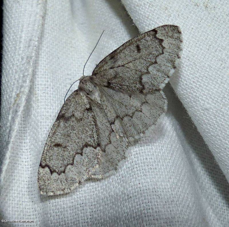 Boreal pine looper moth (Nepytia pellucidaria), #6909