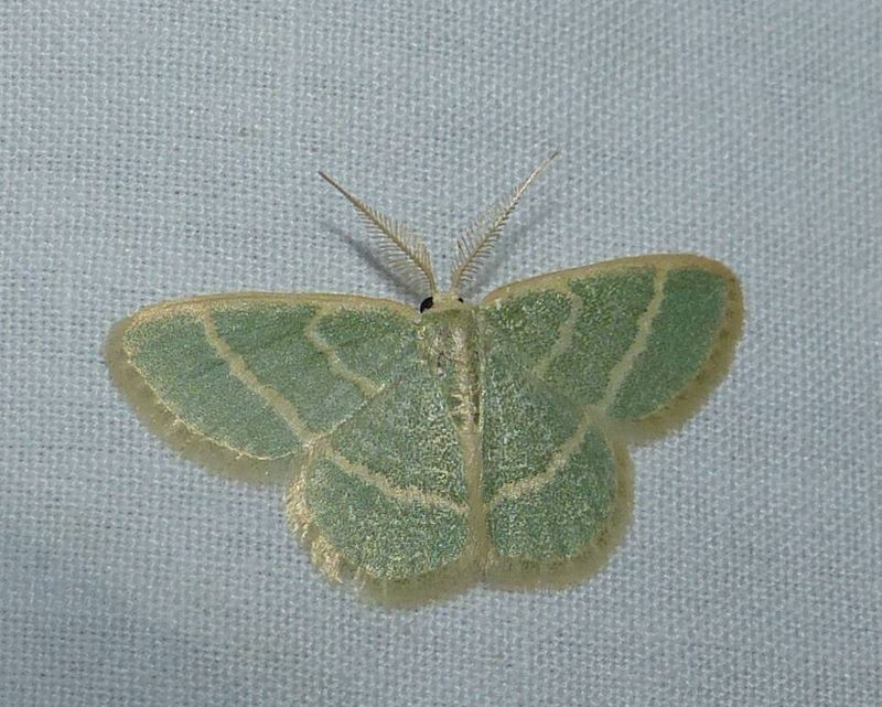 Blackberry looper moth  (Chlorochlamys chloroleucaria), #7071