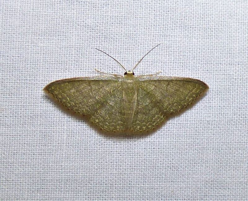 Common tan wave moth (Pleuroprucha insulsaria), #7132