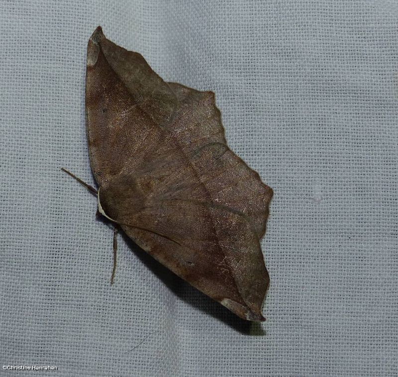 Curve-toothed geometer moth (Eutrapela clemataria),  #6966