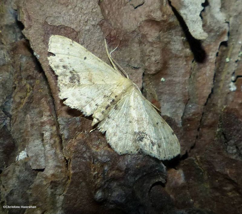 Single-dotted wave moth  (idaea dimidiata), #7126