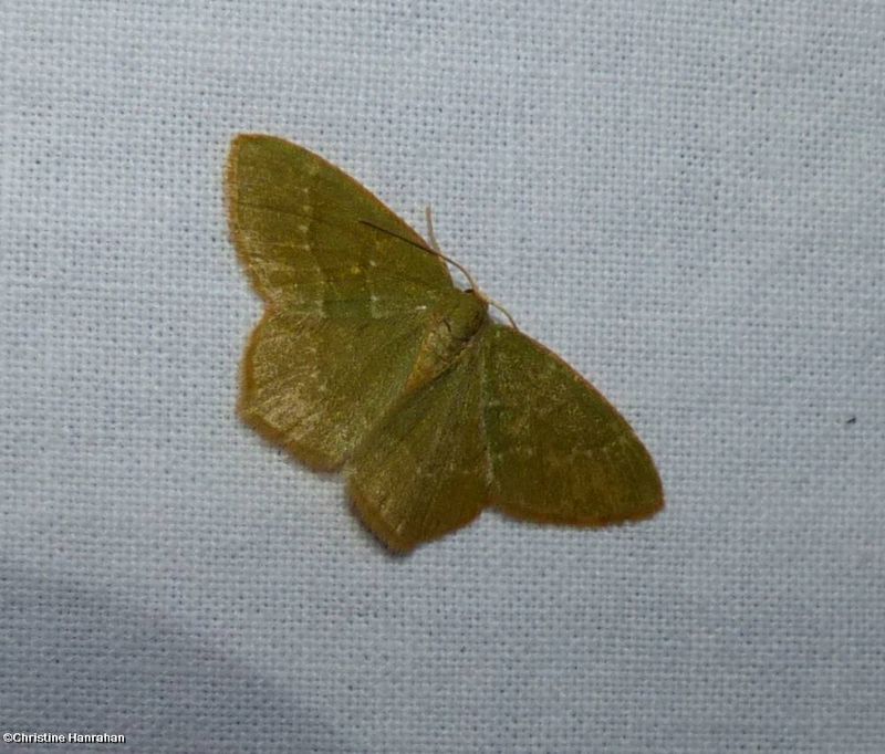 Pistachio emerald moth  (Hethemia pistasciaria), #7084