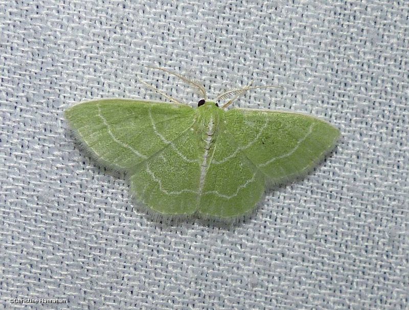 Wavy-lined emerald moth  (<em>Synchlora aerata</em>), #7058