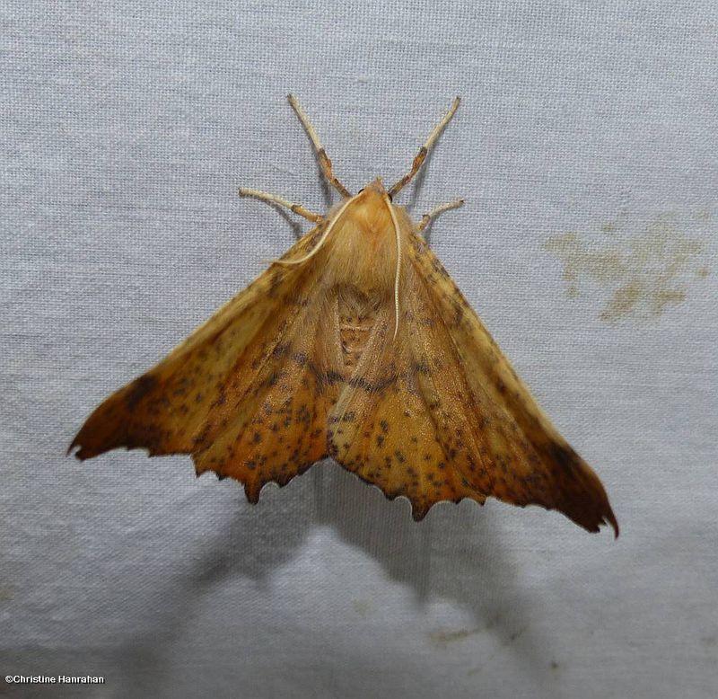Maple spanworm moth   (<em>Ennomos magnaria</em>), #6797