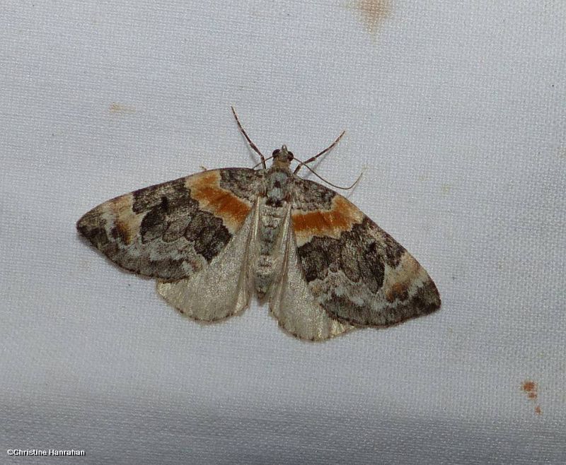 Orange-barred carpet moth (Dysstroma hersiliata), #7189