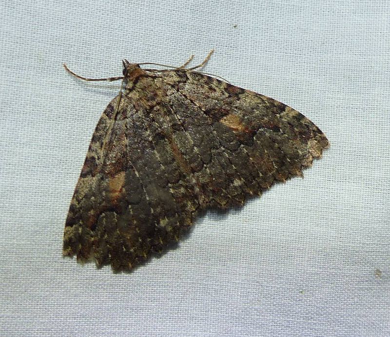 Tissue moth  (Triphosa haesitata), #7285