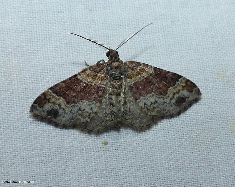 Red twin-spot moth (Xanthorhoe ferrugata), #7388