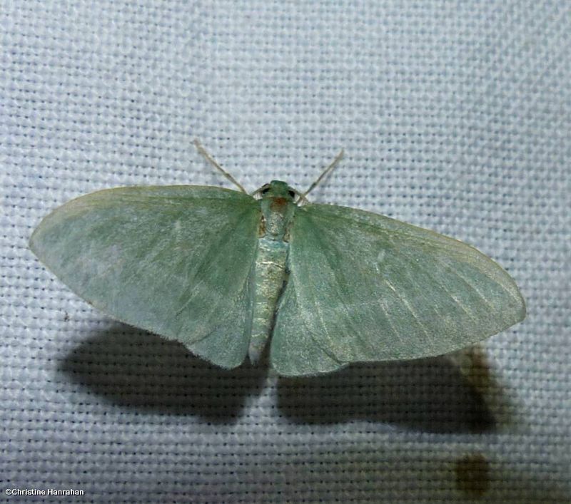 Badwing moth (Dyspteris abortivaria), #7648