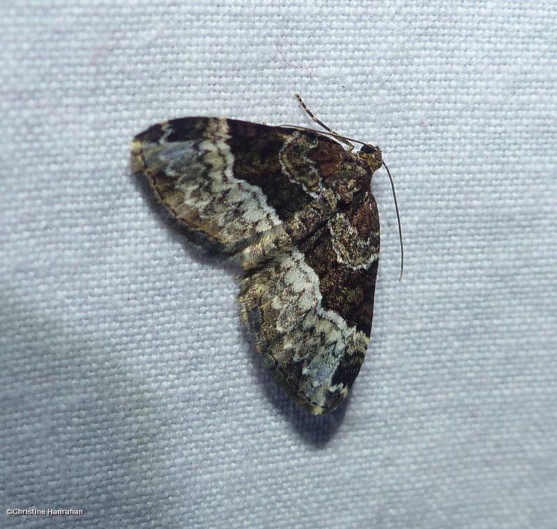 Sharp-angled carpet moth (<em>Euphyia intermediata</em>), #7399   
