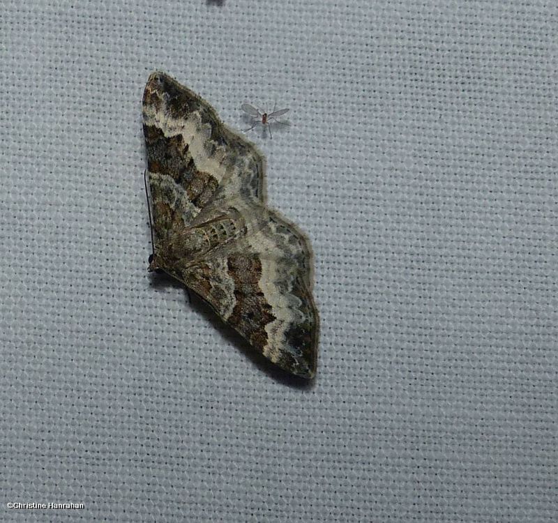 White-banded toothed carpet moth (Epirrhoe alternata), #7394