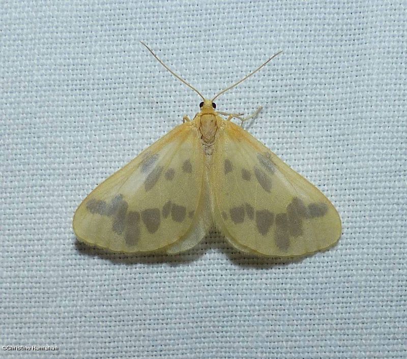 Beggar moth  (Eubaphe mendica), #7440
