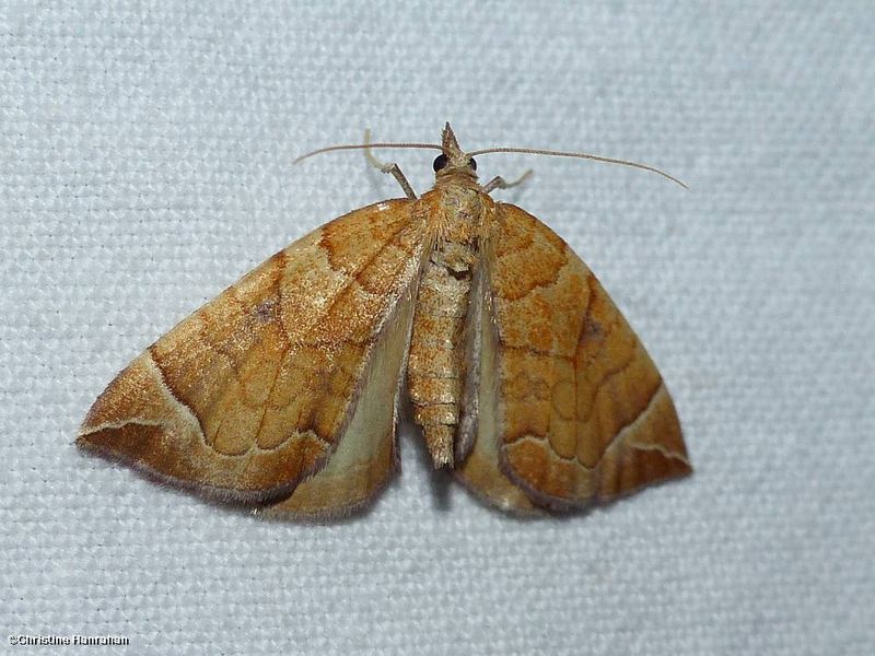 Chevron moth  (Eulithis testata), #7201