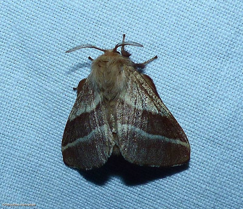 Eastern tent caterpillar moth (<em>Malacosoma americana</em>), #7701