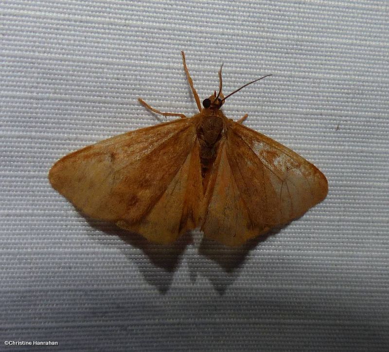 Rusty virbia moth (Virbia ferruginosa), #8123