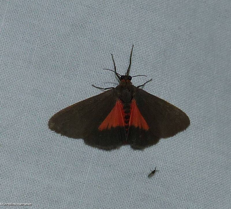 Joyful virbia moth (Virbia laeta), #8114