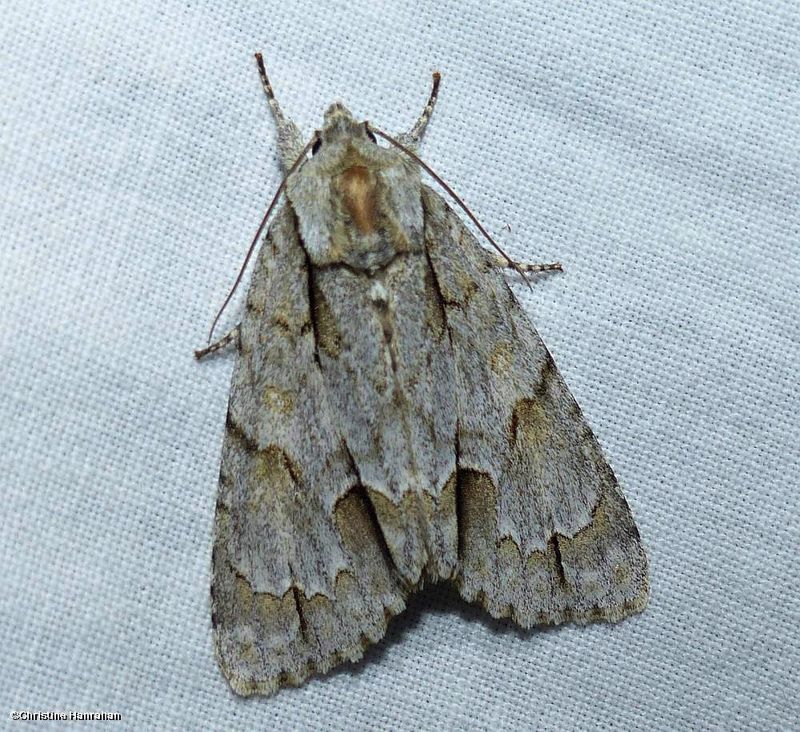 Ochre dagger moth (Acronicta morula), #9236