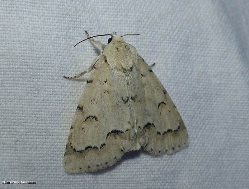 Unmarked dagger moth (Acronicta innotata), #9207