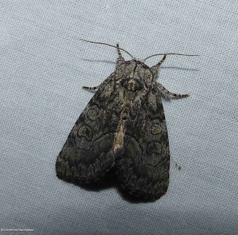 Brother moth (Raphia frater), #9193