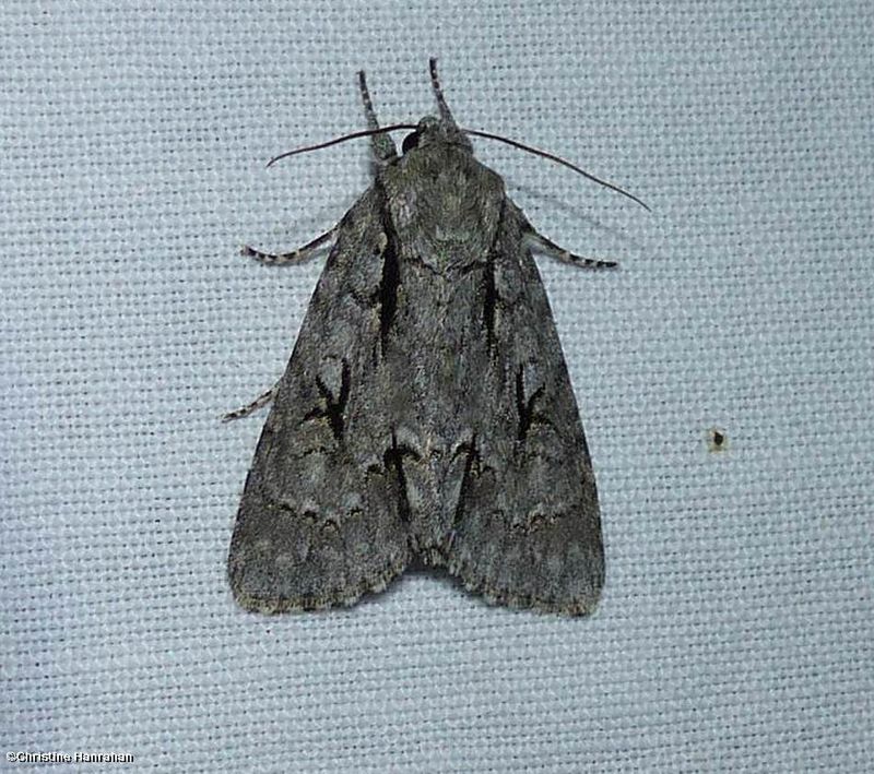 Speared dagger moth (Acronicta hasta), #9229