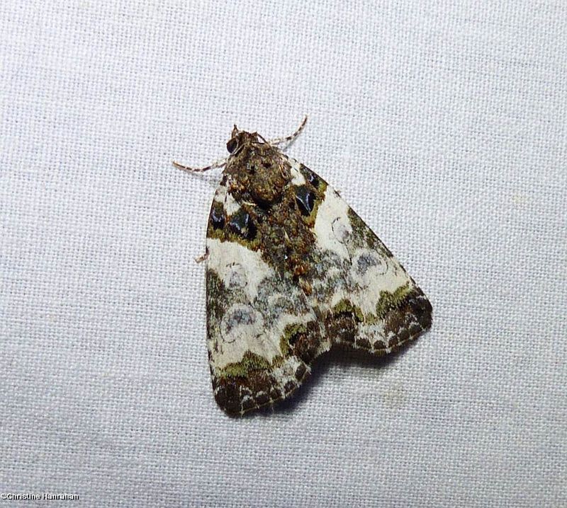 Tufted bird dropping moth  (Cerma cerintha), #9062