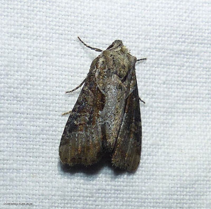 Double-lobed moth  (Lateroligia ophiogramma), #9385.1