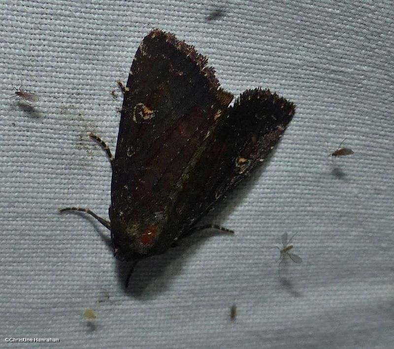 Doubtful apamea moth  (Achatodes zeae), #9367