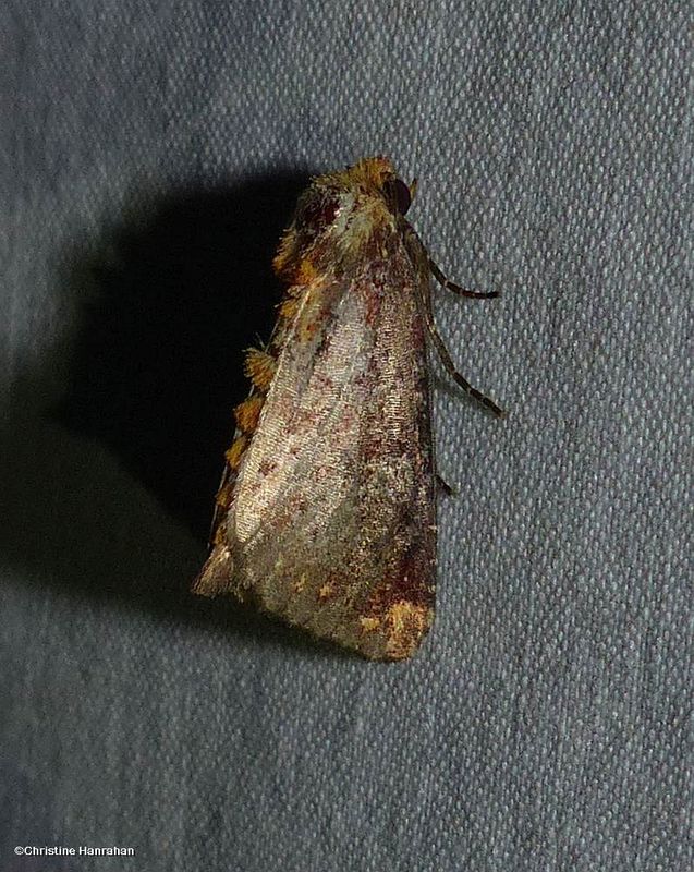 Elder shoot borer moth  (Achatodes zeae),  #9520