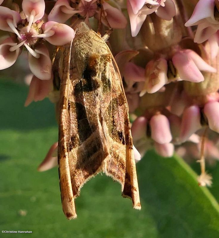 Olive angle shades moth  (em>Phlogophora iris</em>), #9546