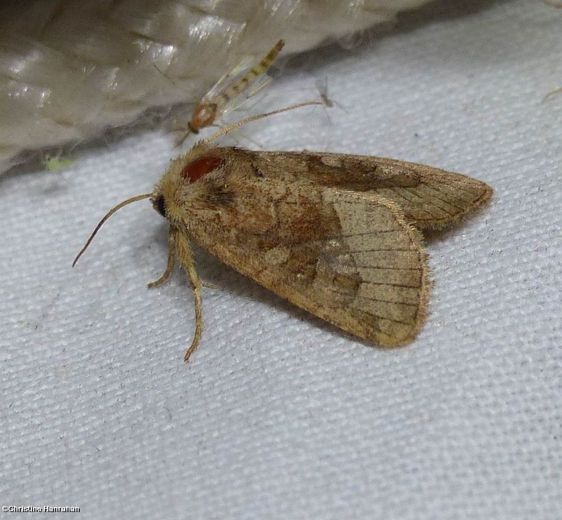 Bridled arches moth (Lacinipolia lorea),  #10405
