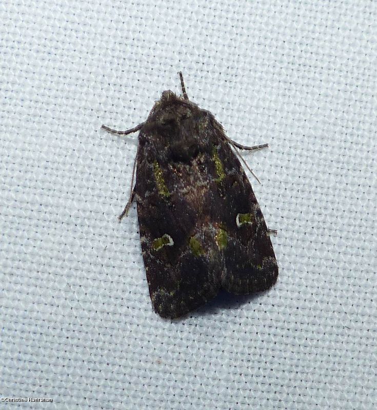 Bristly cutworm moth (Lacinipolia renigera),  #10397
