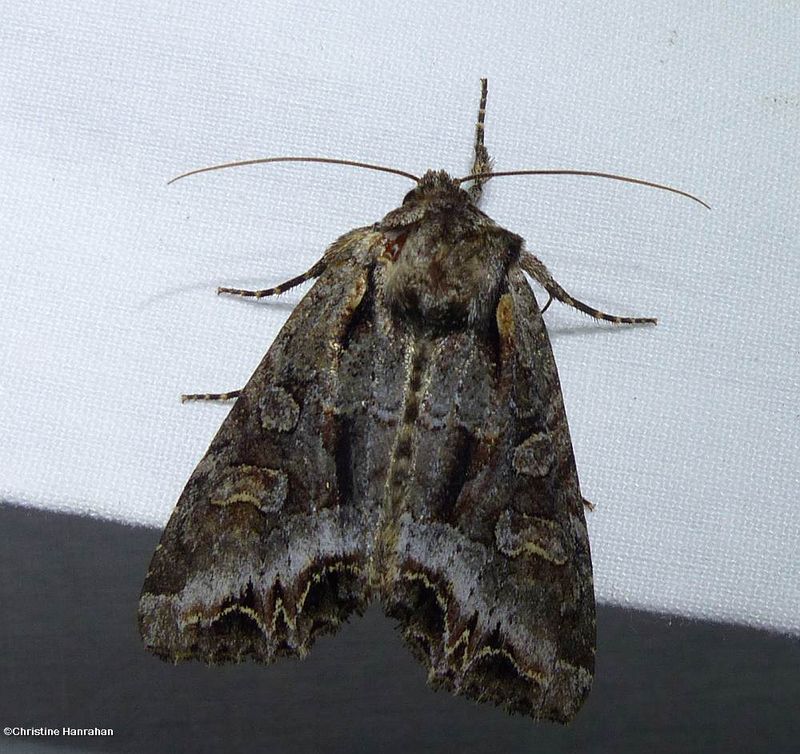 Grand arches moth (<em>Lacanobia grandis</em>),  #10300