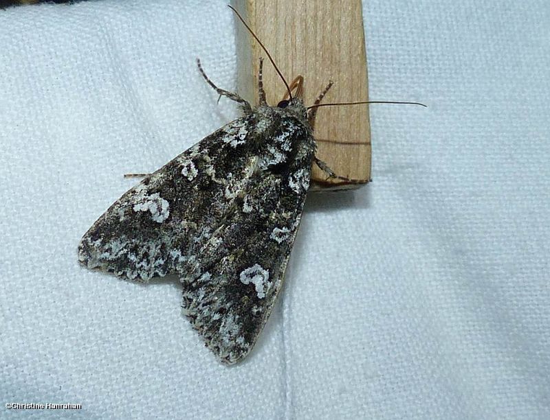 Hitched arches moth  (<em>Melanchra adjuncta</em>),  #10292