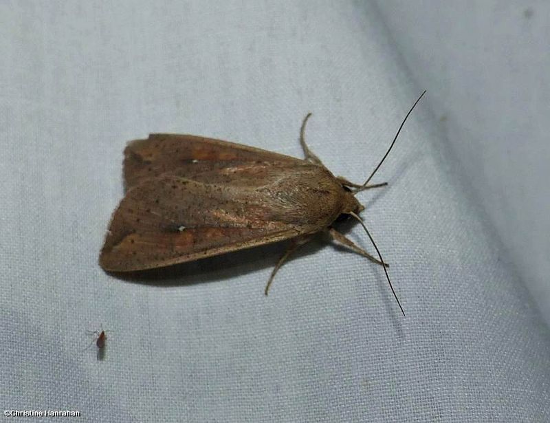 Armyworm (White speck) moth (<em>Mythimna unipuncta</em>), #10438