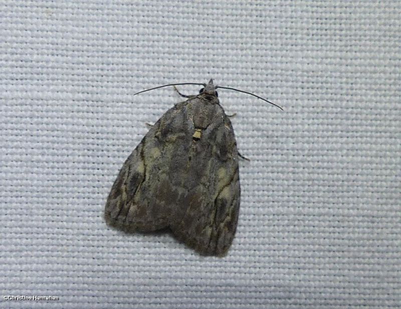 White-blotched balsa moth (Balsa labecula), #9664