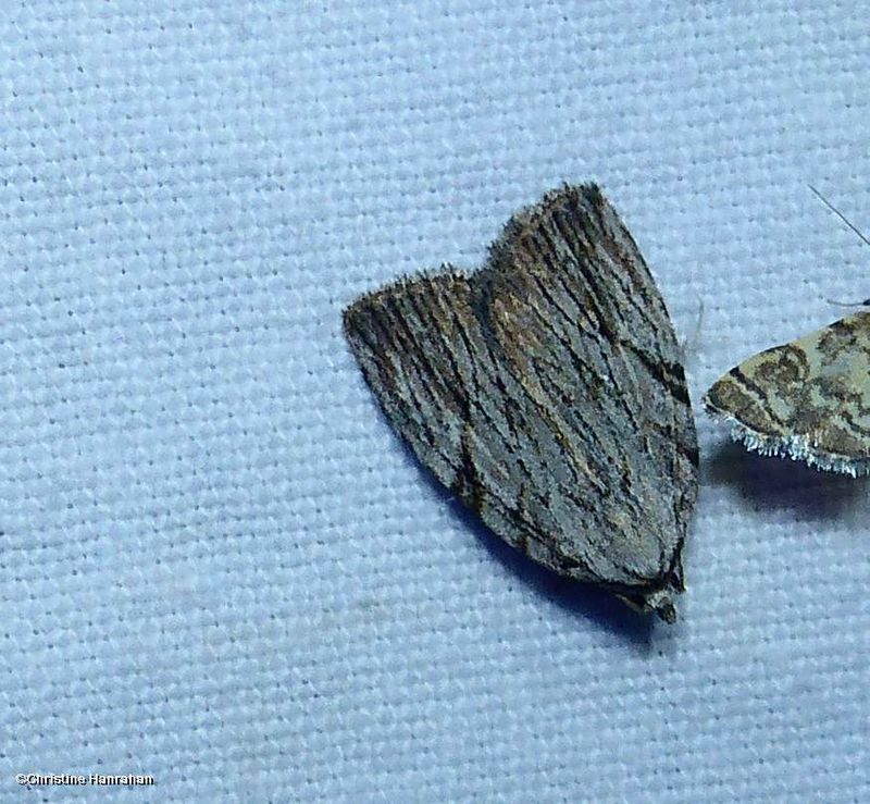 Three-lined balsa moth  (Balsa tristrigella),  #9663