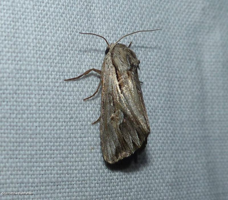 Gray half-spot moth  (Nedra ramosula),  #9582