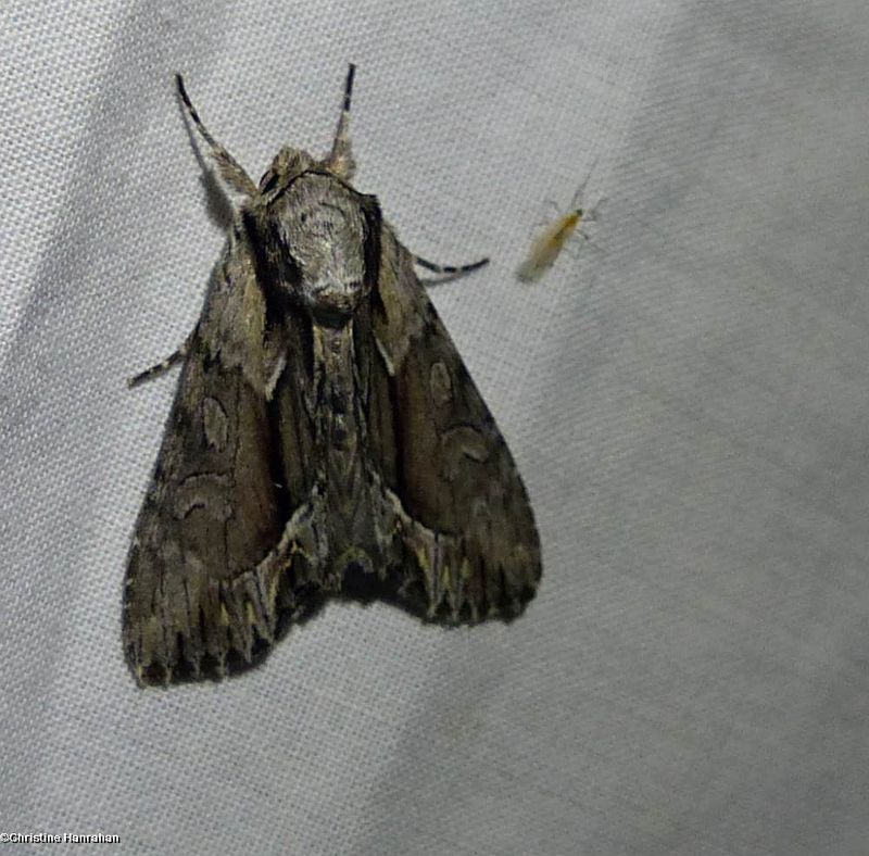 Common hyppa moth (Hyppa xylinoides), #9578