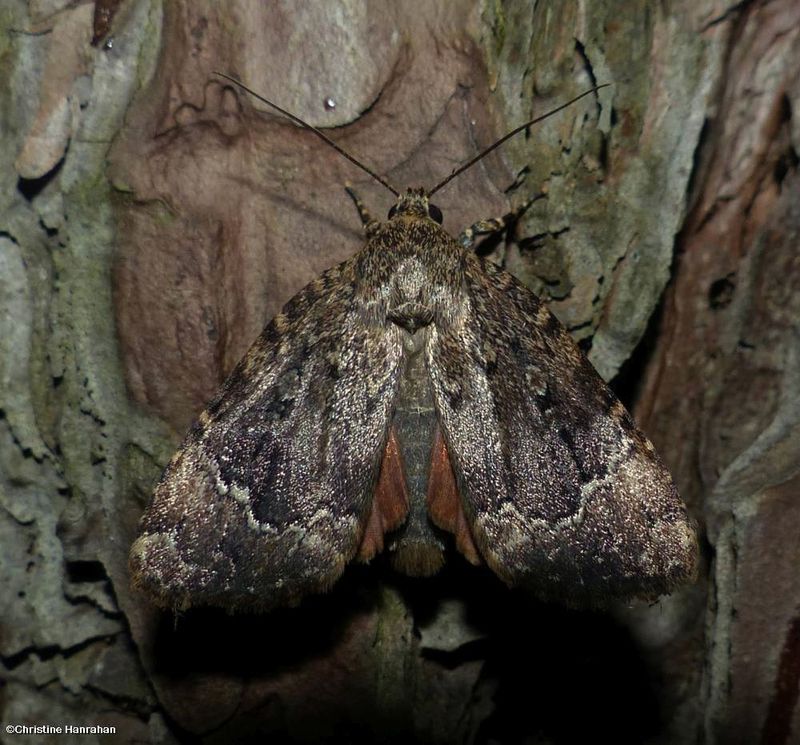 Copper underwing moth   (Amphipyra pyramidoides), #9638