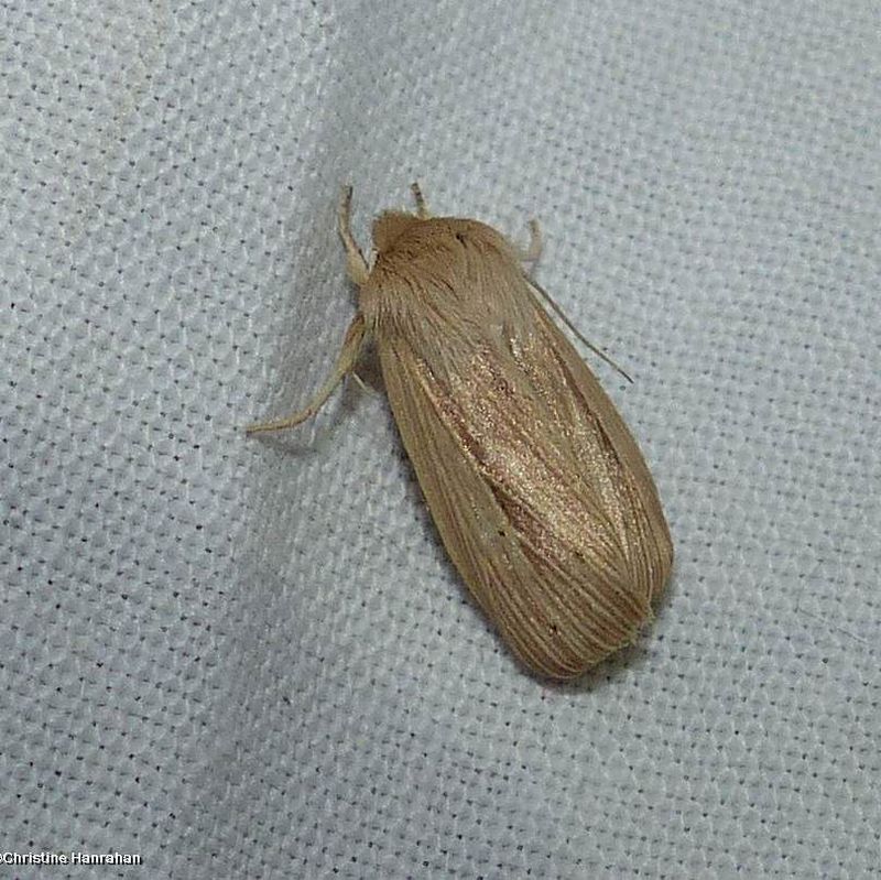 Lesser wainscot moth  (Mythimna oxygala), #10436