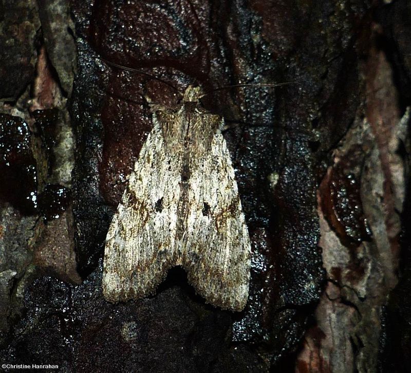 Dimorphic pinion moth  (Lithophane patefacta), #9886