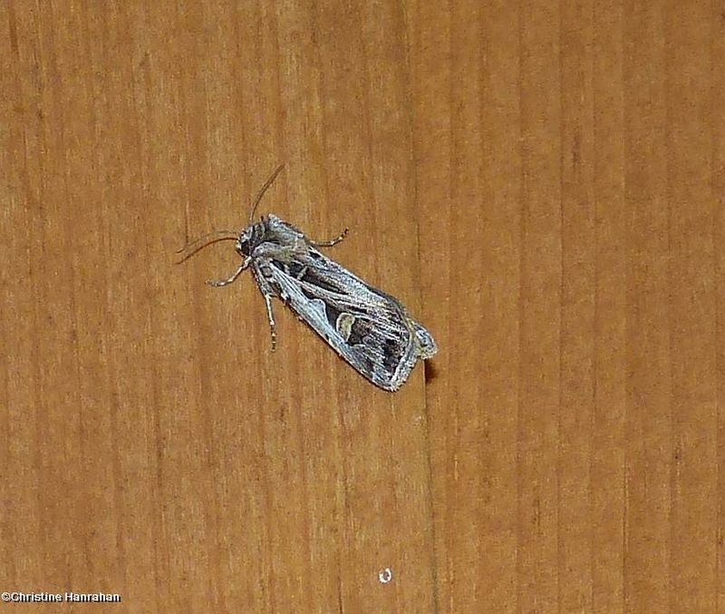 Dingy cutworm moth  (Feltia jaculifera), #10670