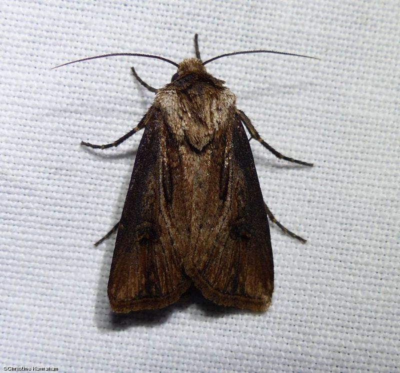 Venerable dart moth  (Agrotis venerabilis), #10651