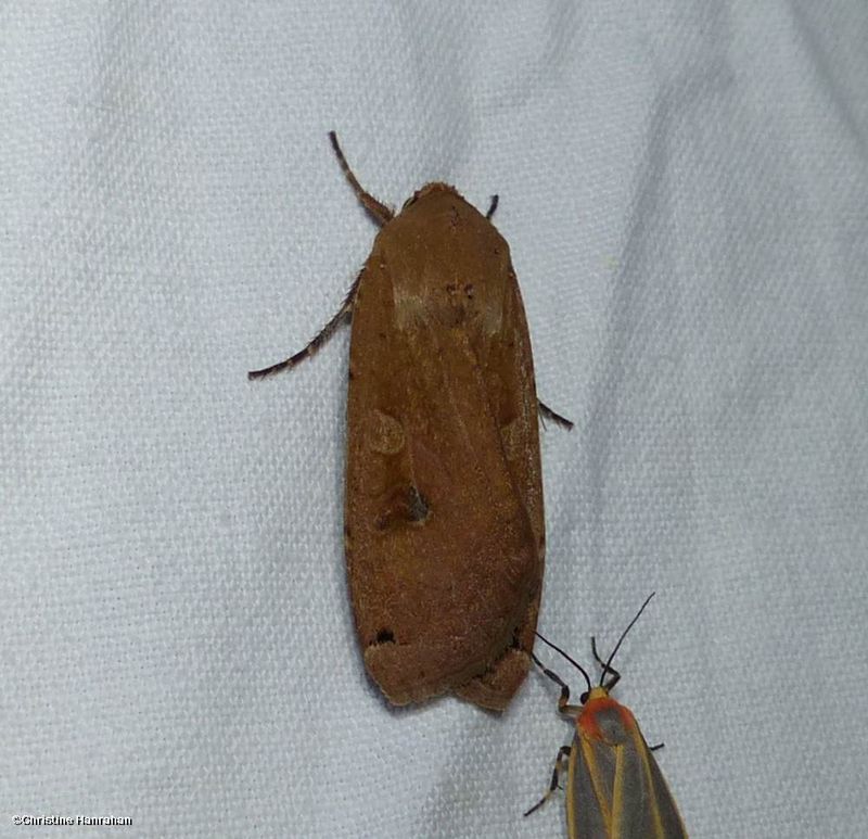 Large yellow underwing moth (Noctua pronuba), #11003.1