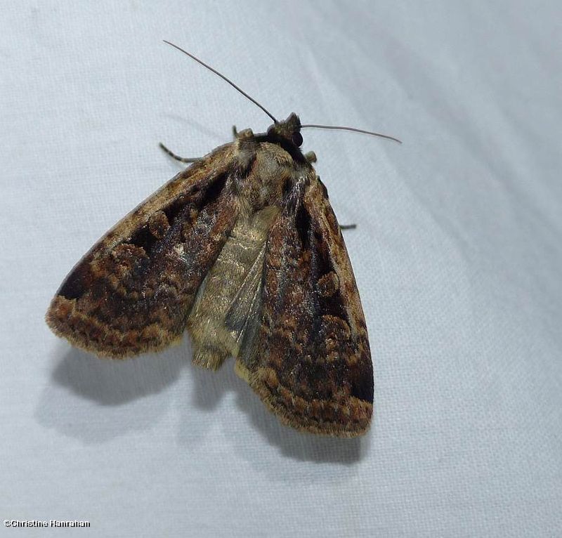 Sigmoid dart moth  (Eueretagrotis sigmoides),  #11007