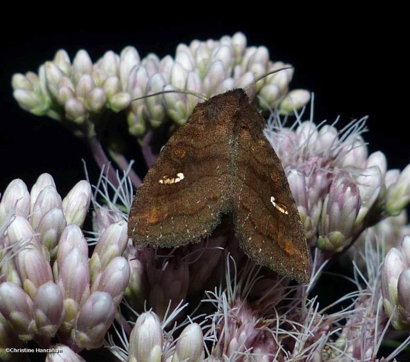 Signate quaker moth  (Tricholita signata), #10627